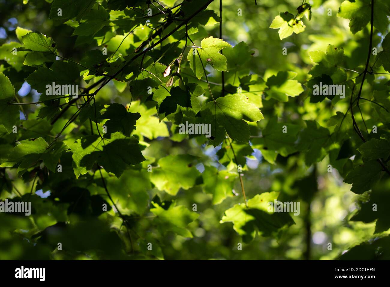 Feuillage éclairé par le soleil dans la forêt. Rayons du soleil et soleil dans la forêt. Photo de haute qualité Banque D'Images