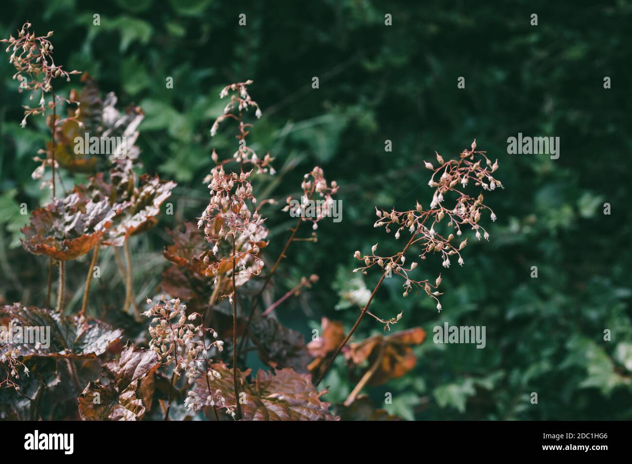 Les vitamines dans la sous-croissance de la forêt. Photo de haute qualité Banque D'Images