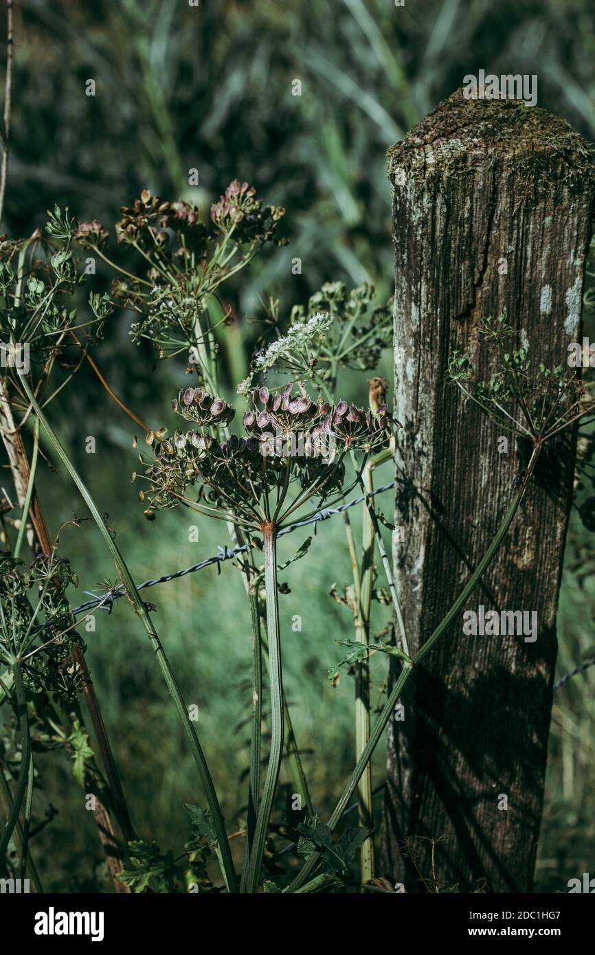 Cloture dans la campagne avec poteau en bois, barbelés et fleurs. Photo de haute qualité Banque D'Images