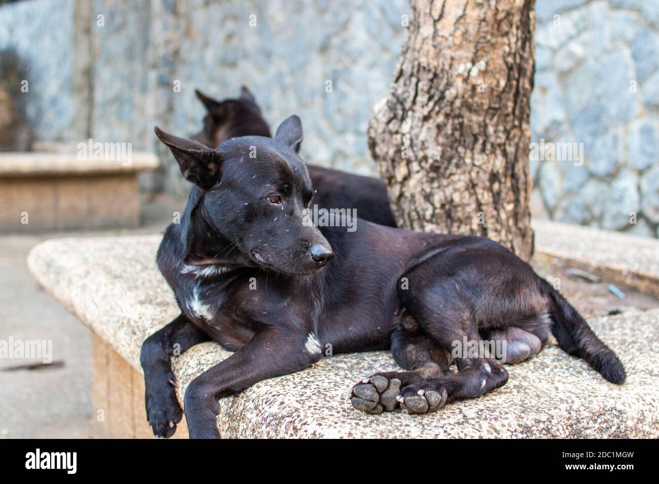 Chien de rue noir en Thaïlande Banque D'Images