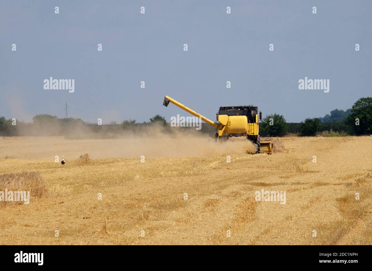 La récolte à la moissonneuse-batteuse de blé mûrs dans une ferme de Nedelisce Croatie, Banque D'Images