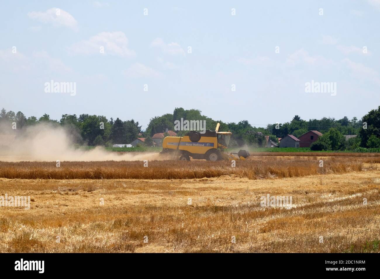 La récolte à la moissonneuse-batteuse de blé mûrs dans une ferme de Nedelisce Croatie, Banque D'Images