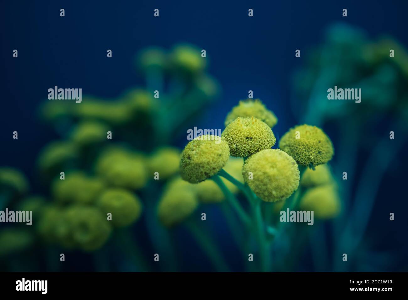 Gros plan d'un bouquet de fleurs jaunes sur fond noir. Photo de haute qualité Banque D'Images