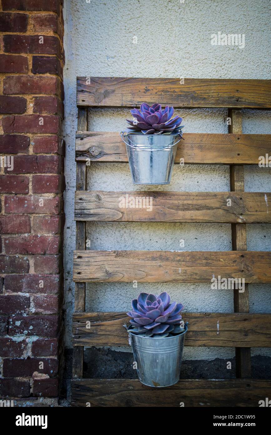 Plante en pot mauve suculent sur le mur. Pot en métal. Plante décorative. Banque D'Images