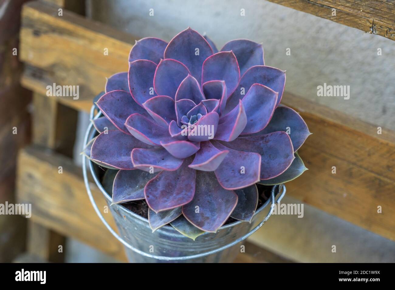 Plante en pot pourpre. Pot en métal. Pose à plat. Plante décorative. Banque D'Images