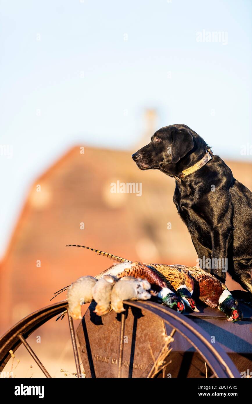 Un laboratoire noir au Dakota du Nord avec des faisans de Ringneck Banque D'Images Un laboratoire noir au Dakota du Nord avec des faisans de Ringneck Banque D'Images