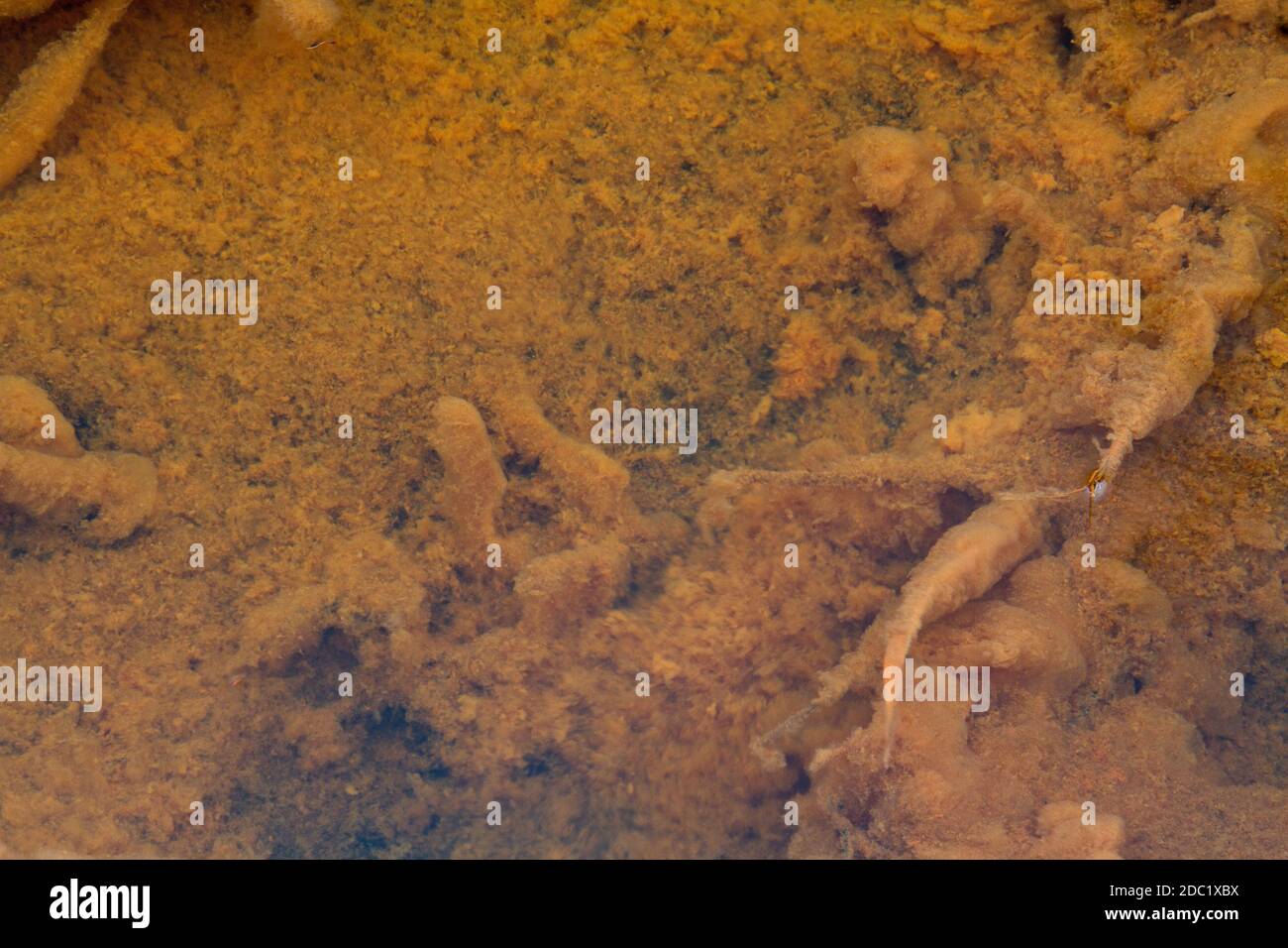 Suintement d'eaux souterraines riches en fer dans un fossé, formant une couche d'oxyde de fer et d'hydroxyde sur le fond Banque D'Images