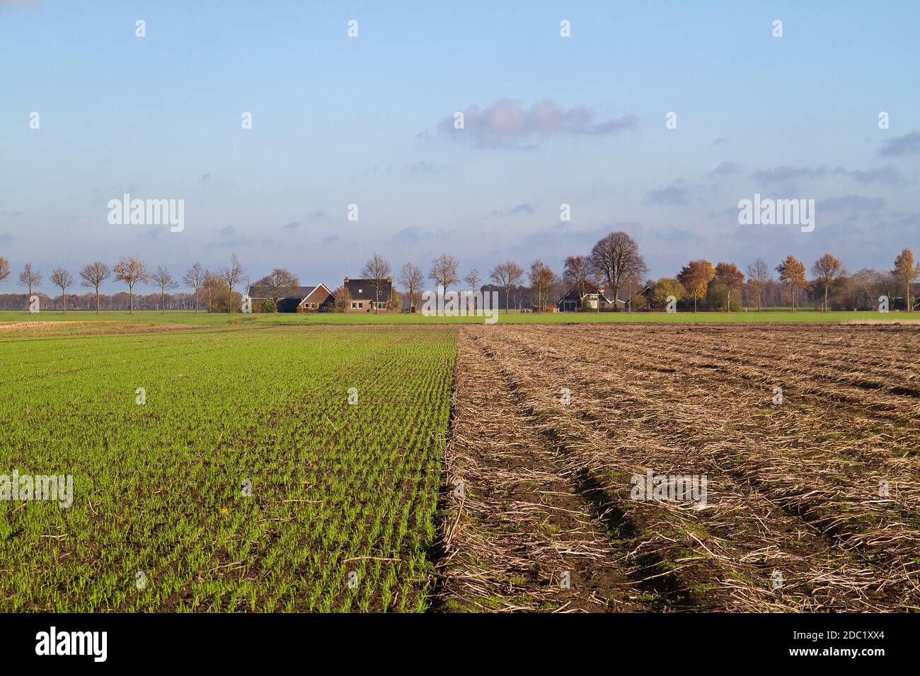 Rotation des cultures : céréales d'hiver jeunes, semées à côté d'un champ de pommes de terre récolté en automne Banque D'Images Rotation des cultures : céréales d'hiver jeunes, semées à côté d'un champ de pommes de terre récolté en automne Banque D'Images