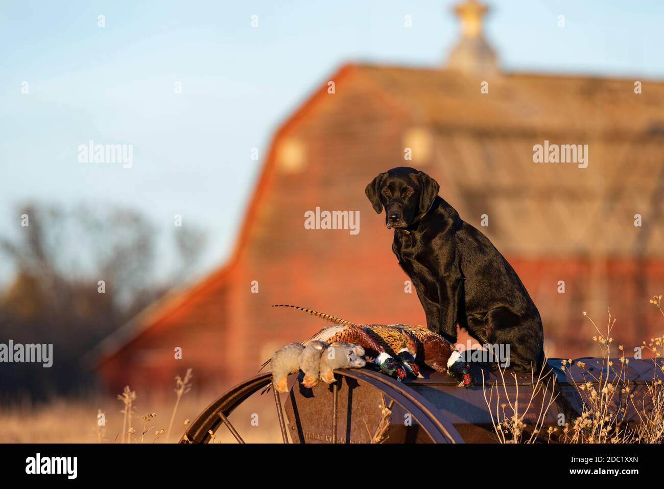 Un laboratoire noir au Dakota du Nord avec des faisans de Ringneck Banque D'Images Un laboratoire noir au Dakota du Nord avec des faisans de Ringneck Banque D'Images