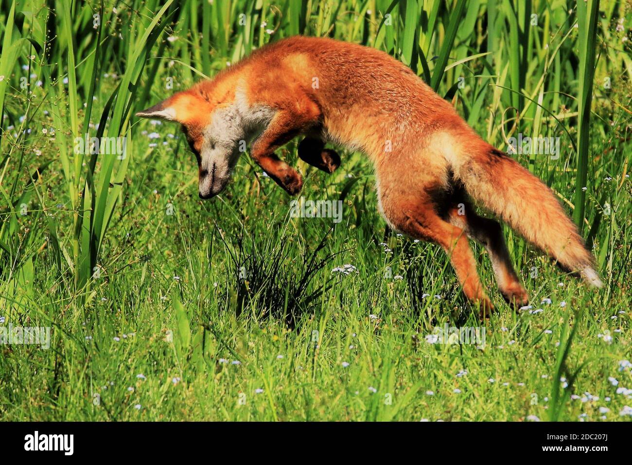 Renarde avec petit renard sur Banque de photographies et d’images à