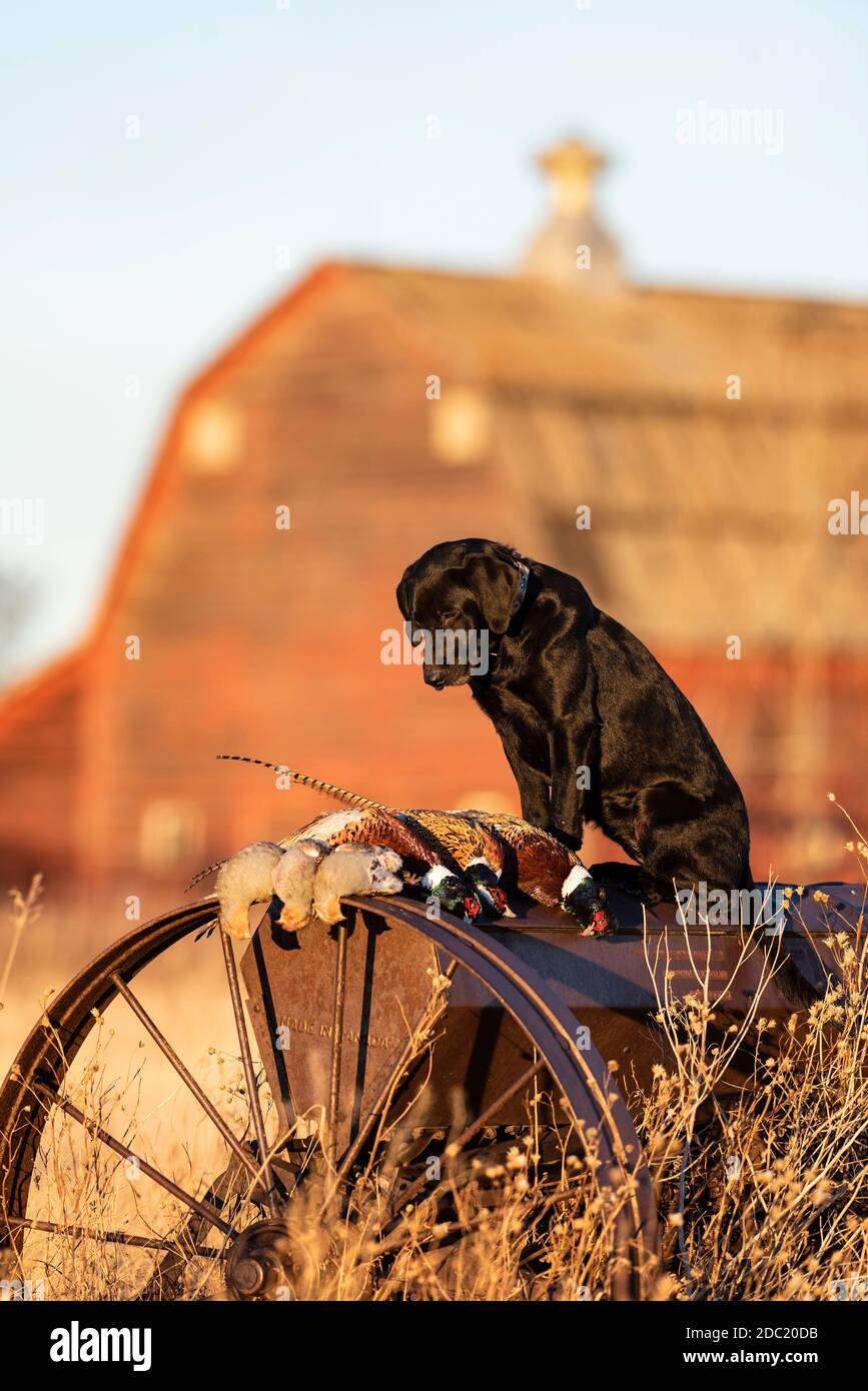 Un laboratoire noir au Dakota du Nord avec des faisans de Ringneck Banque D'Images Un laboratoire noir au Dakota du Nord avec des faisans de Ringneck Banque D'Images