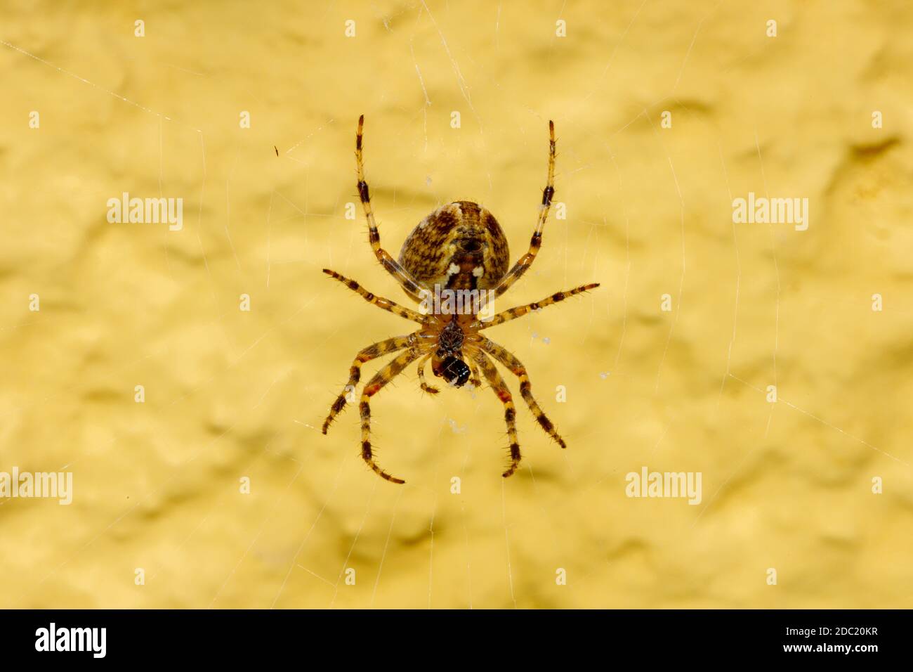 Une araignée de jardin sur la toile Banque D'Images