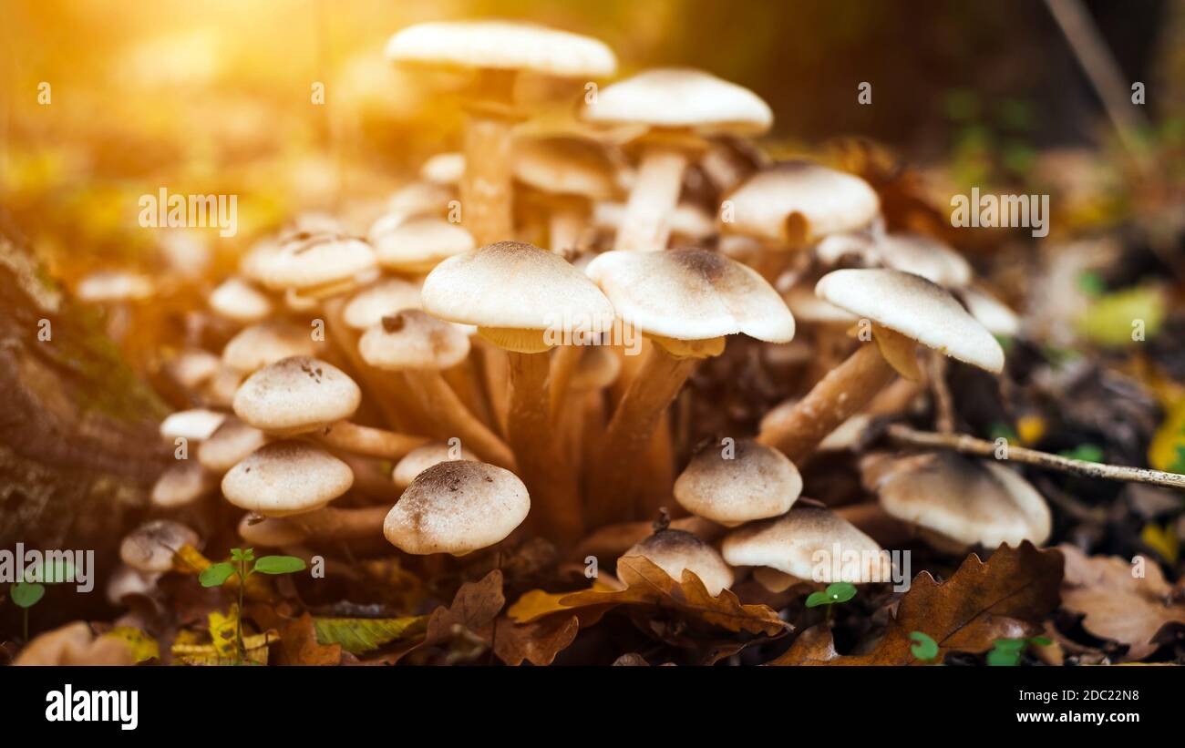 Bouquet de champignons aléatoires en forêt Banque D'Images