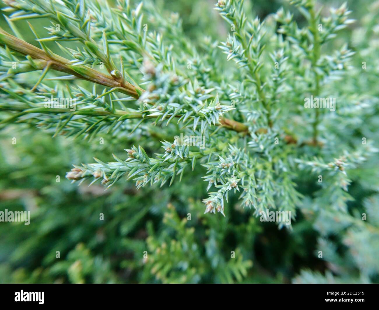 Vert Juniperus chinensis macro pin arbre à feuilles persistantes haut de branche aiguilleté motif de détails d'arrière-plan avec mise au point sélective Banque D'Images
