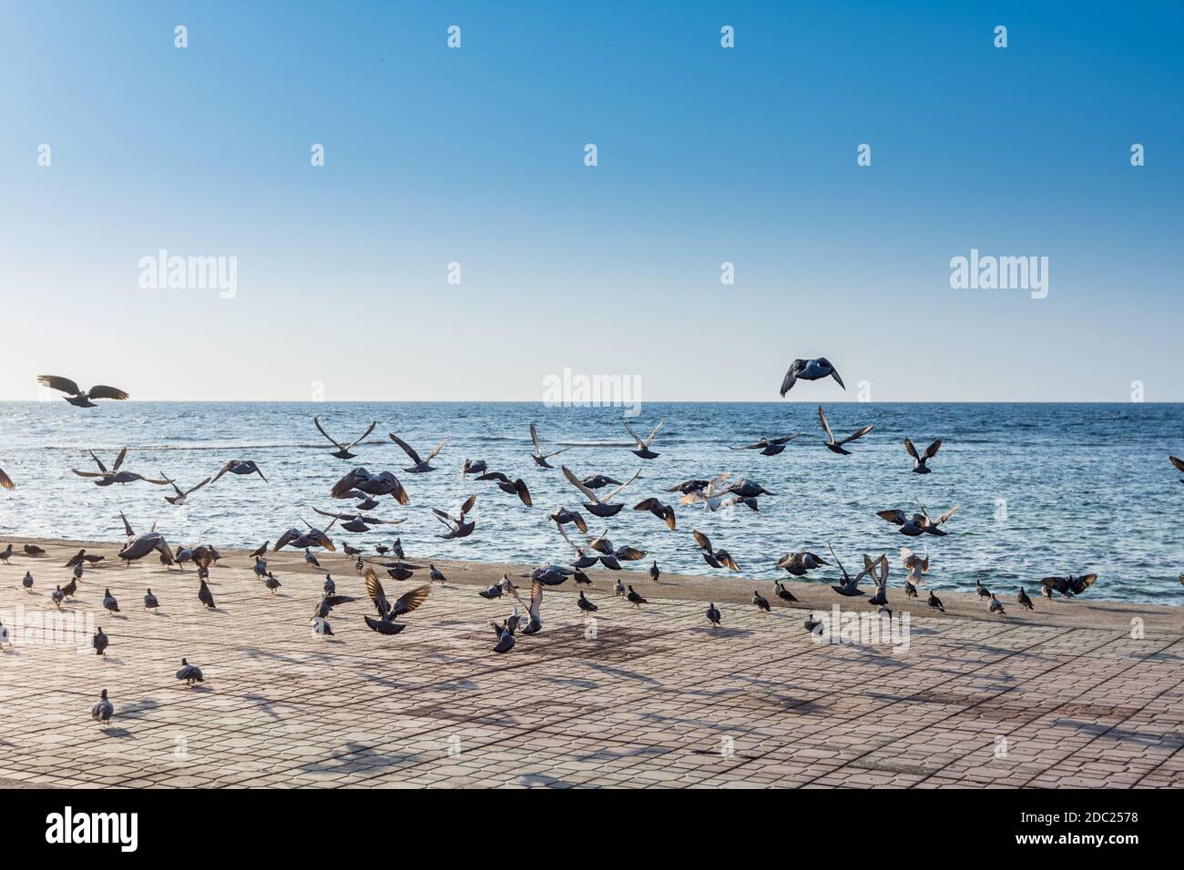 Un groupe de pégeons volant à la corniche de Jeddah, à 30 km de la station balnéaire de la ville de Jeddah. Situé le long de la mer Rouge, dispose d'une route côtière, Banque D'Images