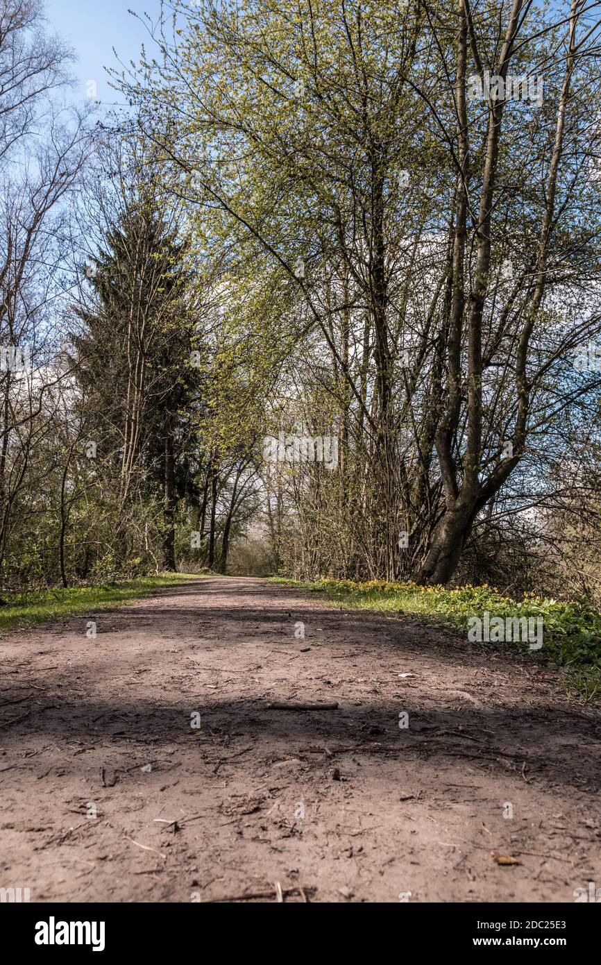 Sentier boisé boueux à travers la campagne verdoyante Banque D'Images