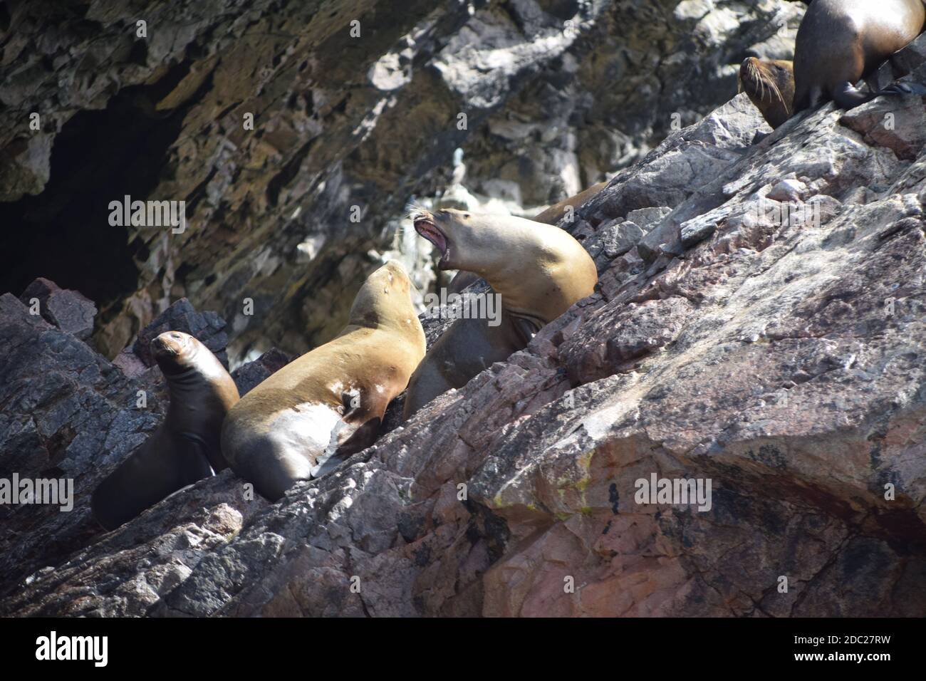 Loups de mer, également connus sous le nom de Lions de mer d'Amérique du Sud, sur les rochers des îles Ballestas, à l'extérieur de Paracas, au Pérou. Banque D'Images