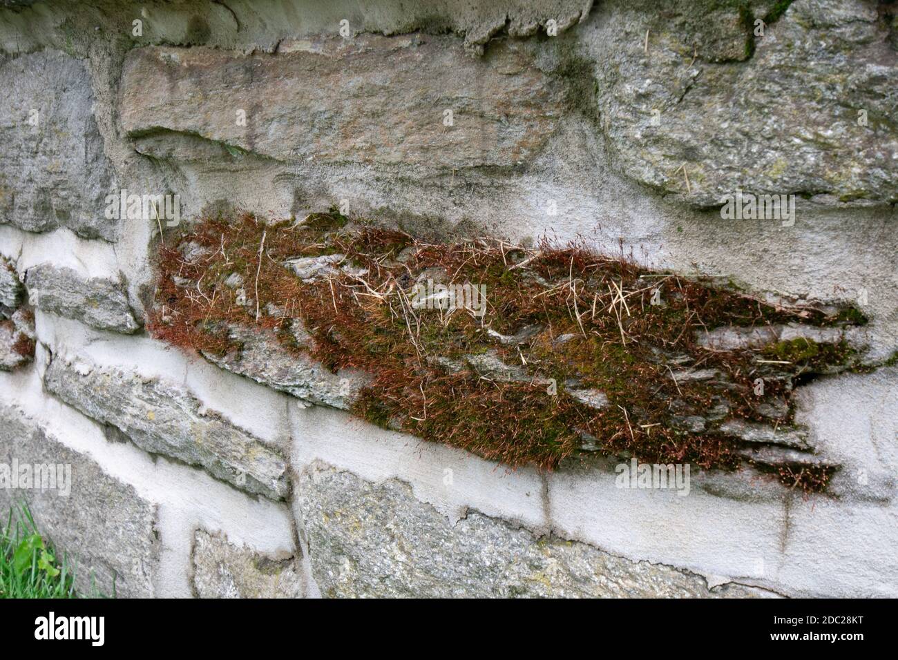 Une plaque de mousse verte et brune couvrant un ensemble Rock dans un mur de Cobblestone Banque D'Images