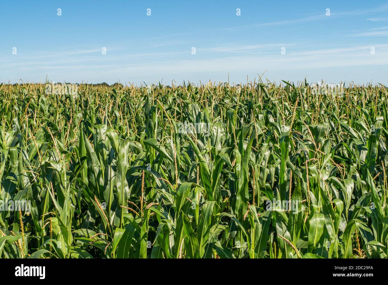 Plantation de maïs. Un champ vert de maïs qui pousse. Gros plan. Banque D'Images