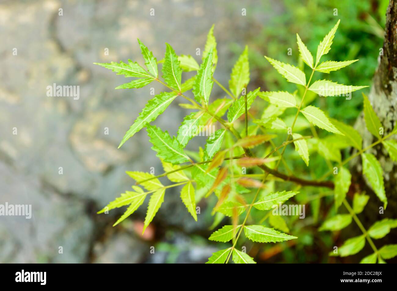 Pluie de mousson tombant sur la feuille de plante de Neem vert. Raindrop sur l'image des feuilles. Belle saison des pluies, goutte d'eau sur fond vert feuille nature. CL Banque D'Images