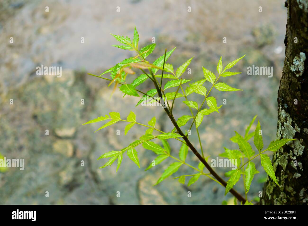 Pluie de mousson tombant sur la feuille de plante de Neem vert. Raindrop sur l'image des feuilles. Belle saison des pluies, goutte d'eau sur fond vert feuille nature. CL Banque D'Images