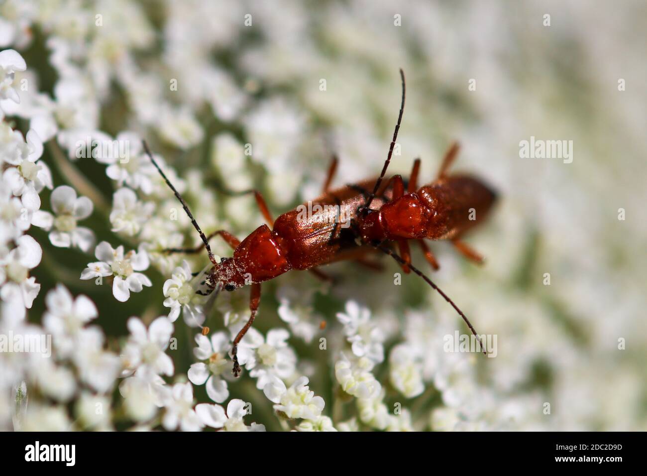 Le coléoptère à tête noire, Rhagonycha fulva, sur des fleurs blanches Banque D'Images