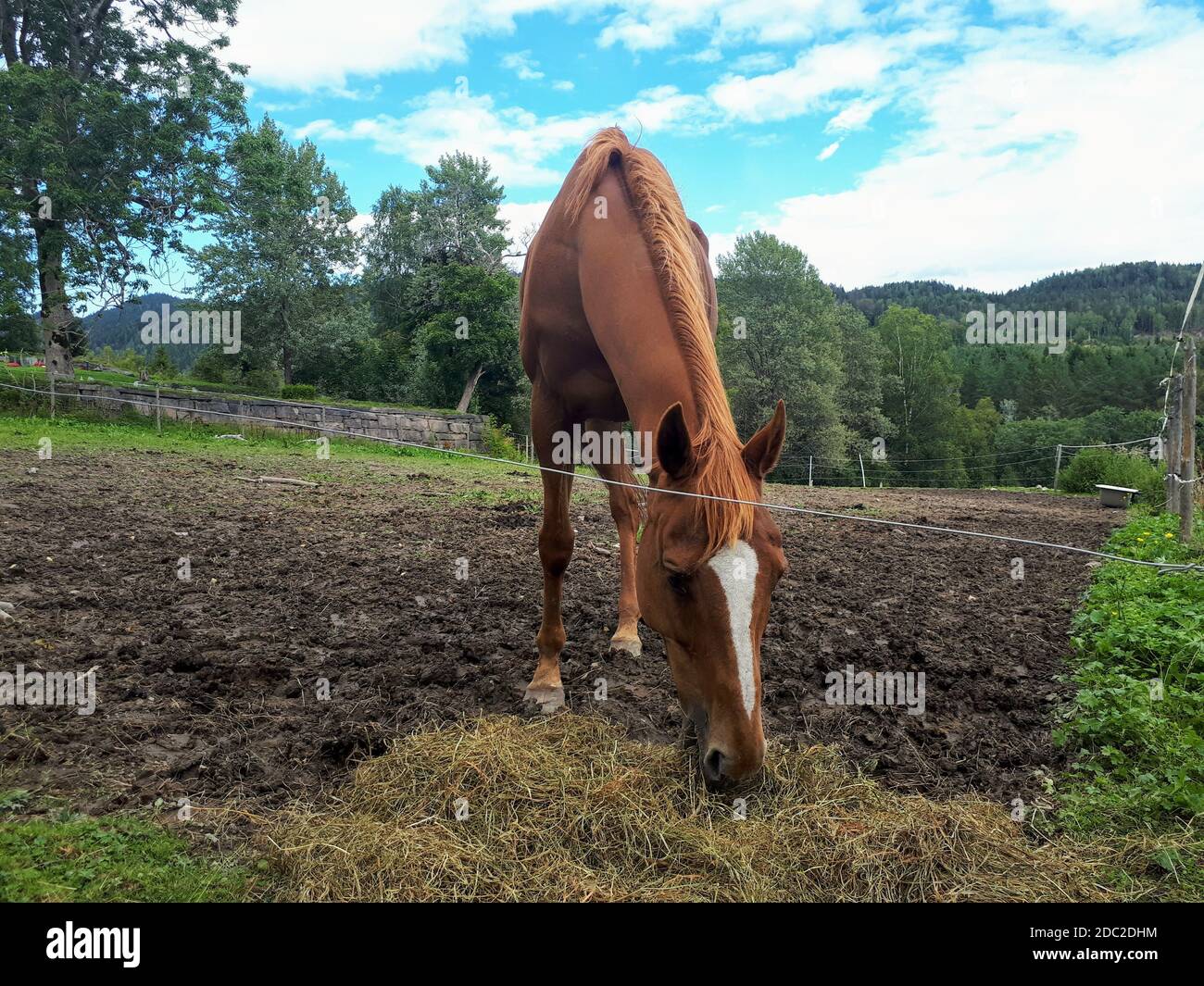 Un beau cheval avec sa tête au sol contre le ciel bleu - Bogstad GÃ¥rd Banque D'Images