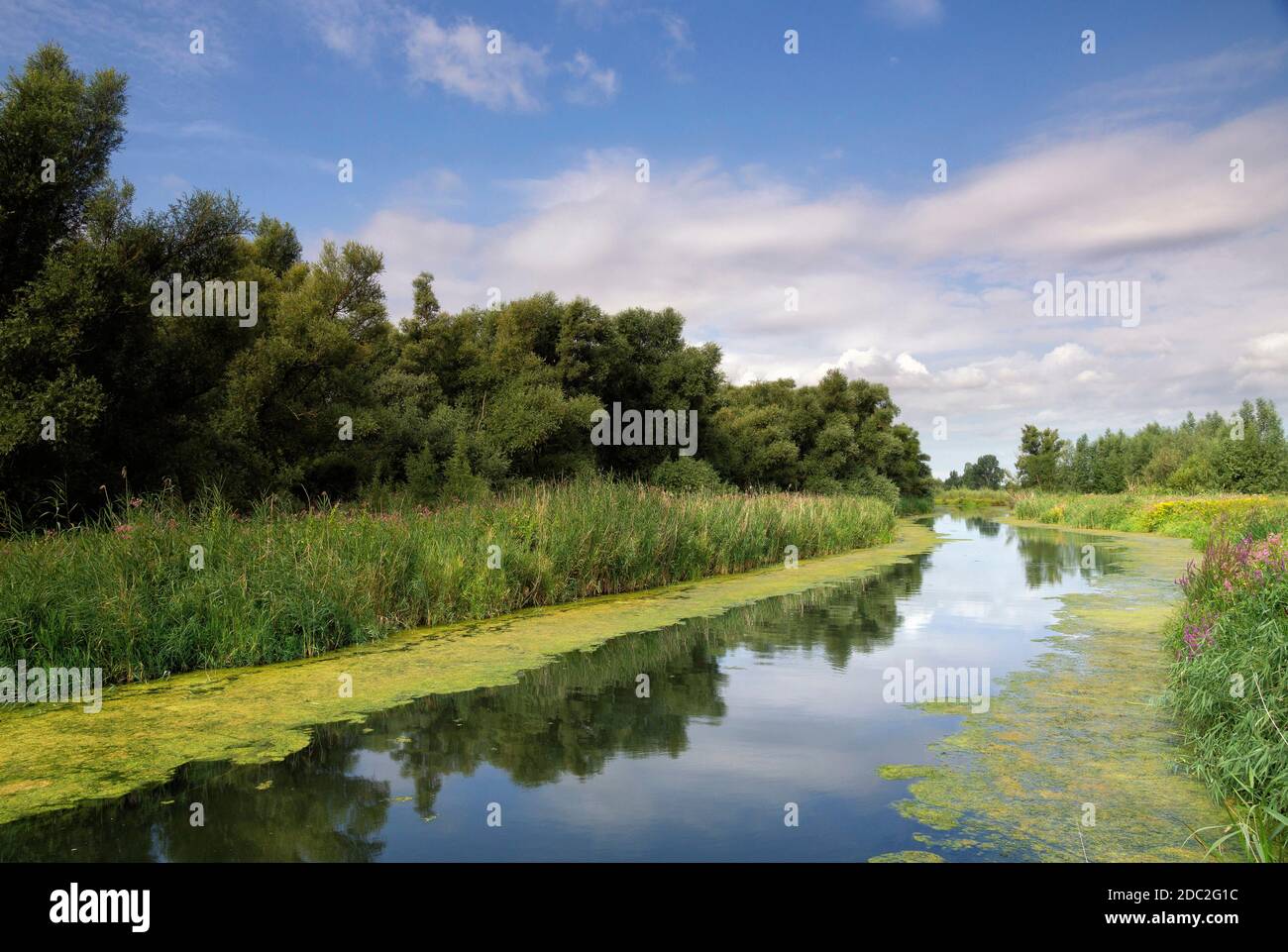 Vue depuis un pont au-dessus d'une crique dans le National Parc de Biesbosch Banque D'Images