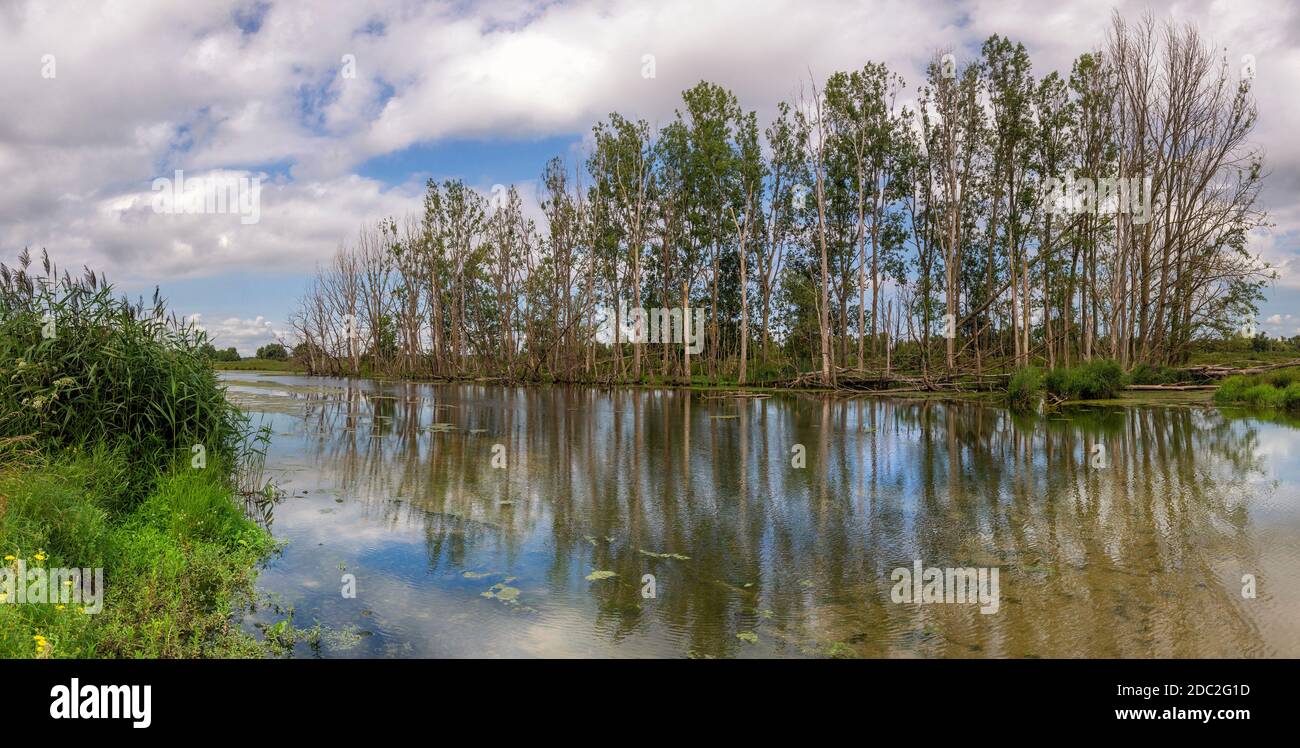 Les arbres le long de la crique appelé Gat van Den Kleinen Hil Dans le parc national néerlandais de Biesbosch Banque D'Images