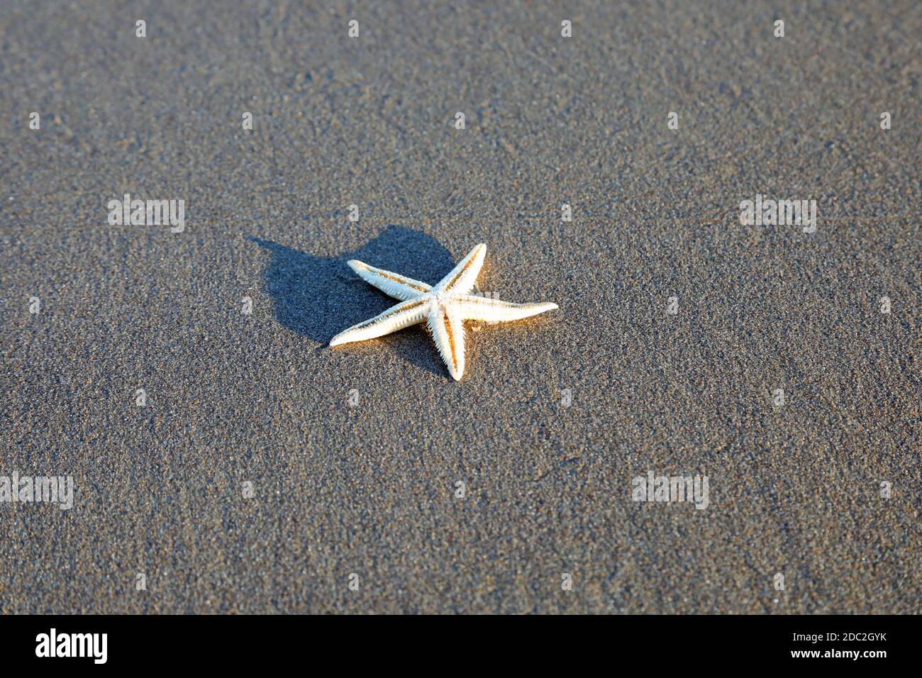 cinq étoiles de mer pointues sur le sable de la plage à proximité l'océan Banque D'Images
