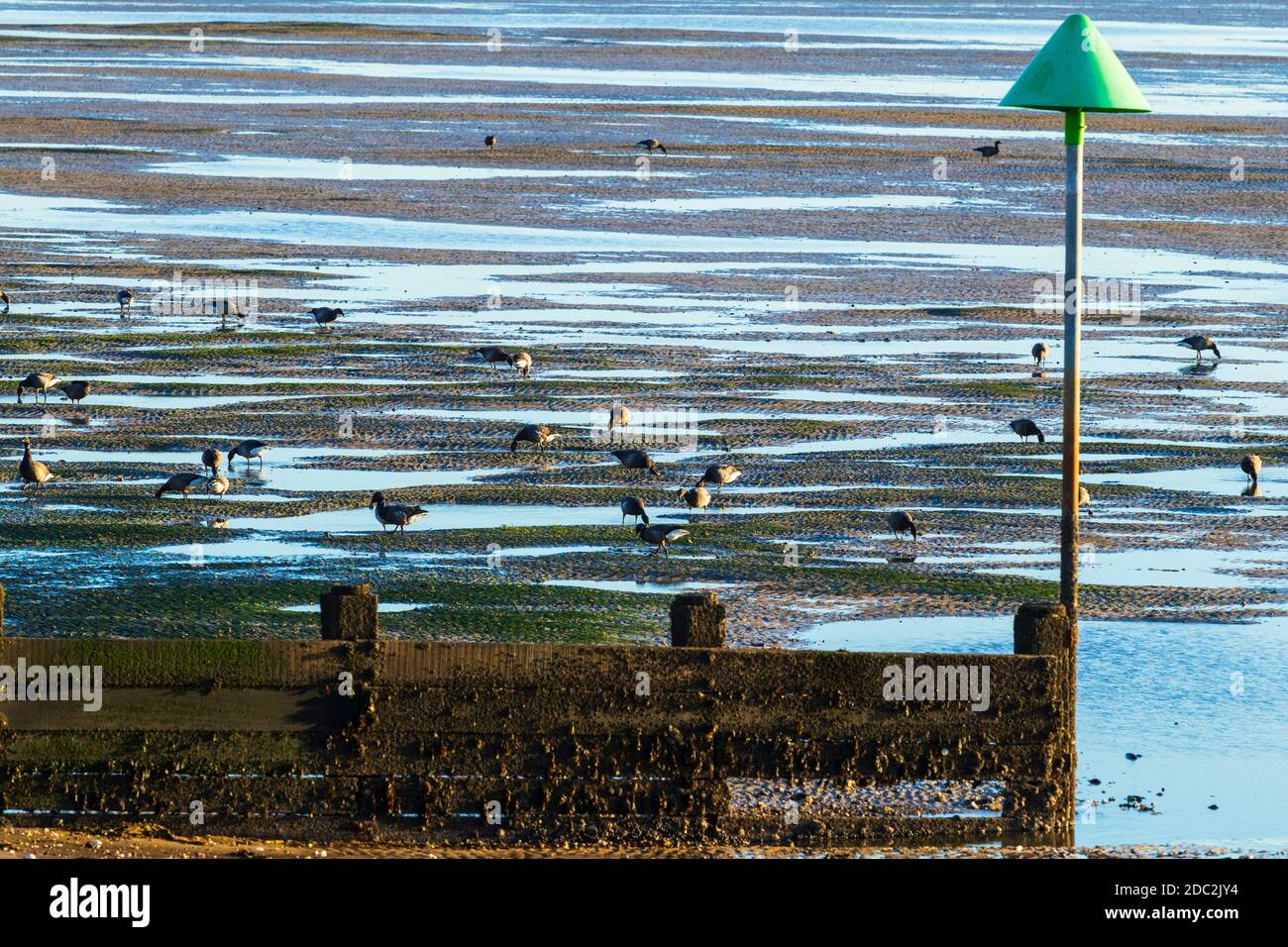 Bernaches cravants se nourrissant à Low Tide sur East Beach à Le burnyness Banque D'Images