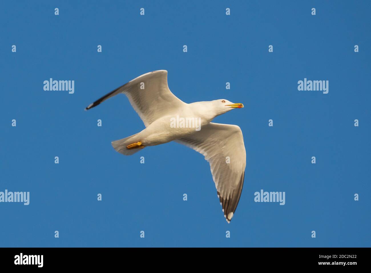 Moins de Mouette à dos noir Larus fuscus Costa Ballena Cadix Banque D'Images