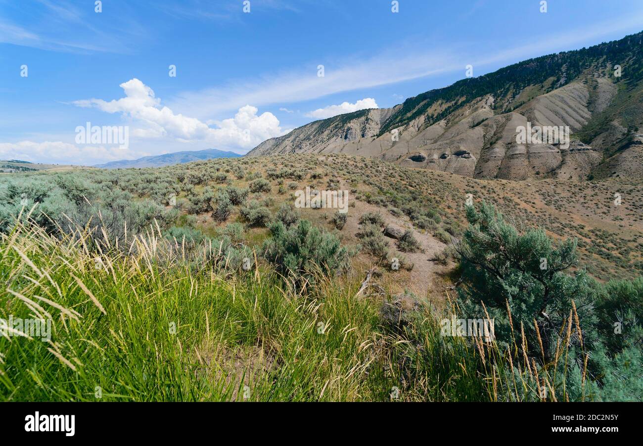 Paysage aride du parc national de Yellowstone avec sagebrush, montagnes, herbes, lors d'une journée ensoleillée en été près de West Yellowstone, Wyoming, Etats-Unis. Banque D'Images