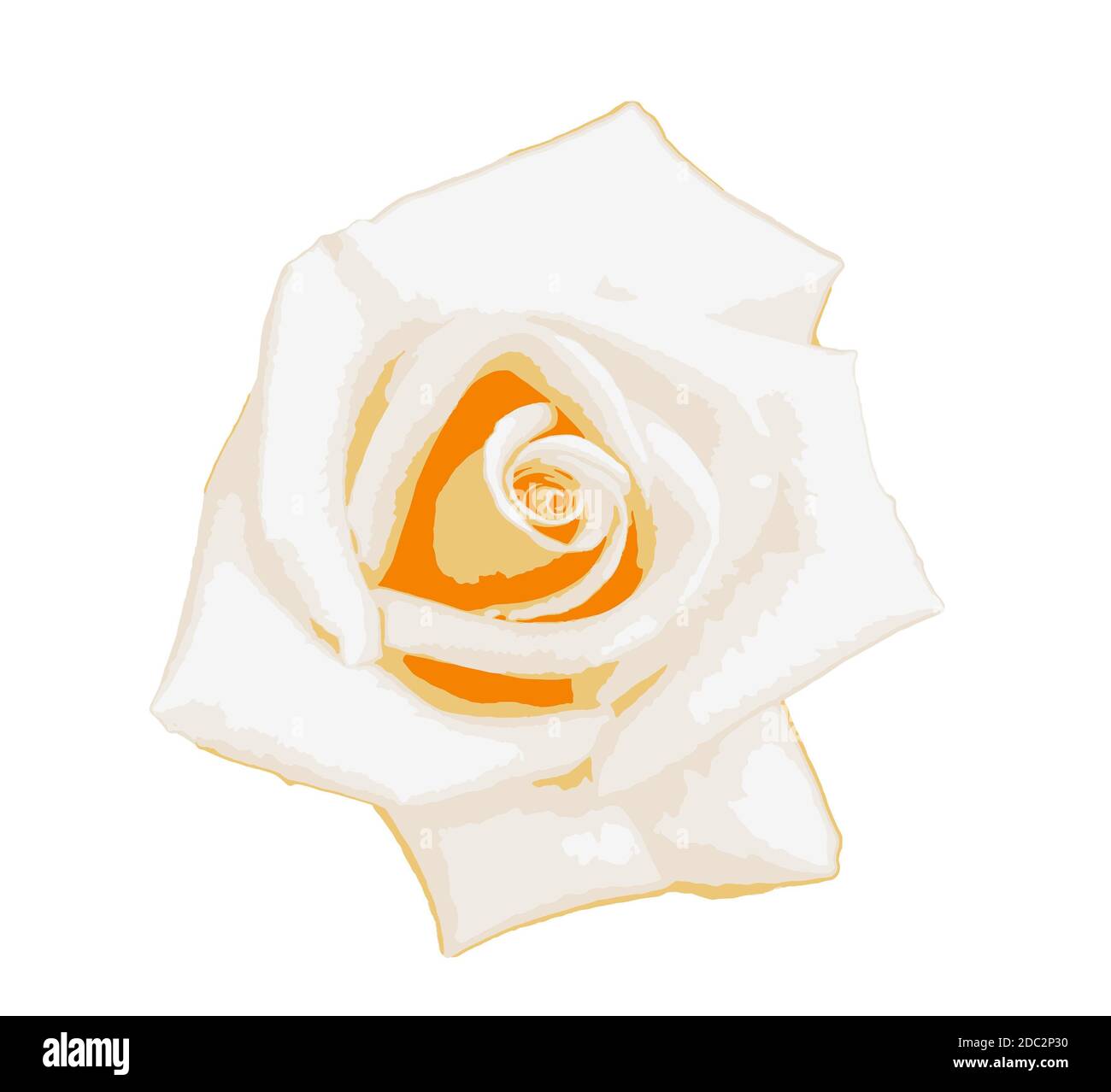 Rose jaune-blanc isolée sur fond blanc. Une rose est une plante boisée vivace à fleurs du genre Rosa, de la famille des Rosacées, ou la fleur Banque D'Images