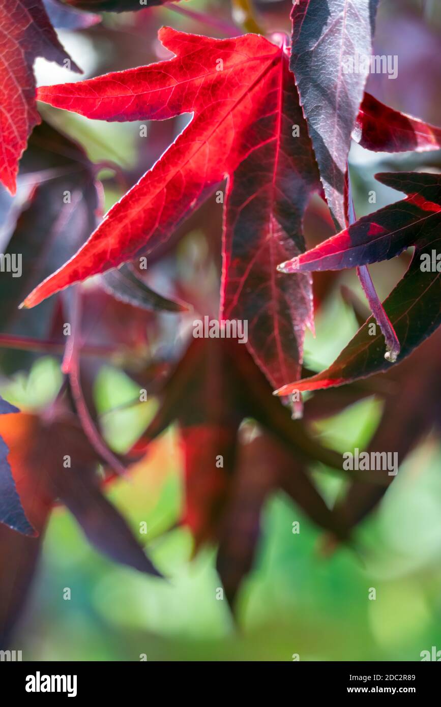 Le Gum rouge amrican (Liquidambar styraciflua) laisse à l'automne Banque D'Images