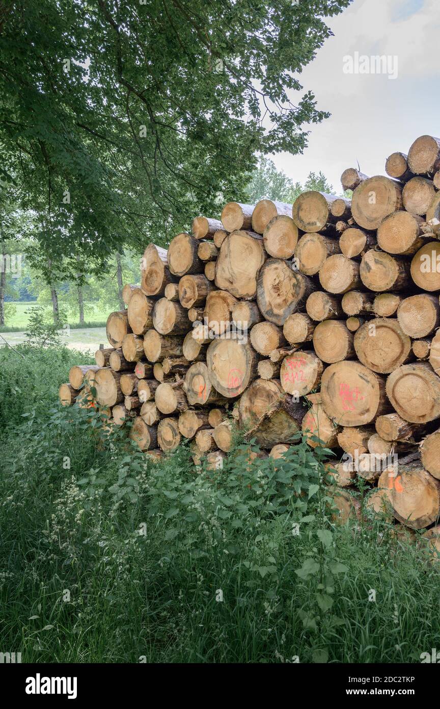 Pile de troncs d'arbres sciés dans la campagne anglaise. Banque D'Images