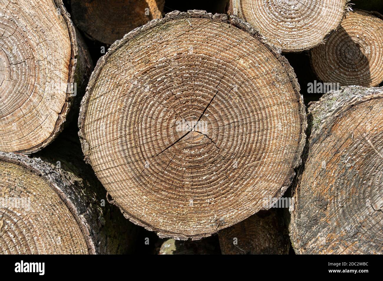 Gros plan d'une bûche coupée, cercles d'arbre. Banque D'Images