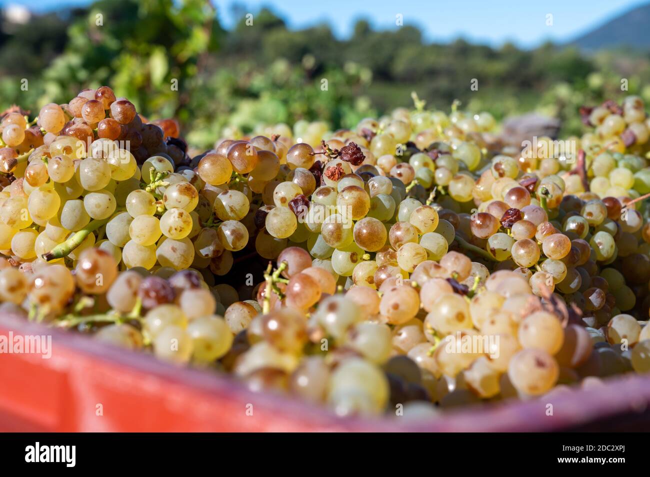 Début du processus de fabrication du vin, récolte du raisin blanc Vermentino ou Rolle sur les vignobles des Côtes de Provence, région Provence, sud de la France c Banque D'Images