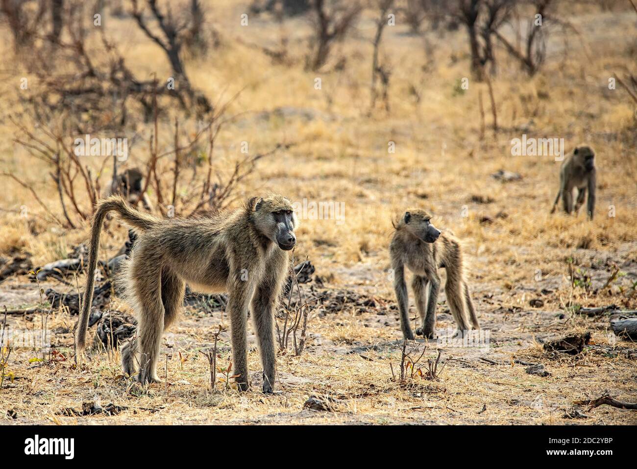 Une famille de babouins Chacma de couleur olive dans le parc national de Mudumu dans la région de Caprivi ou Zambèze en Namibie. Banque D'Images