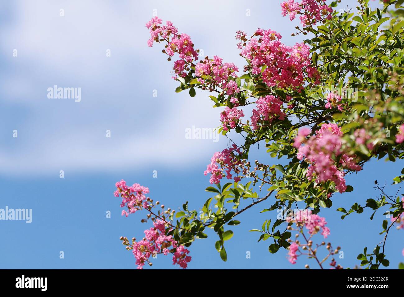 Crêpe Myrtle isolée sur un arrière-plan flou Banque D'Images