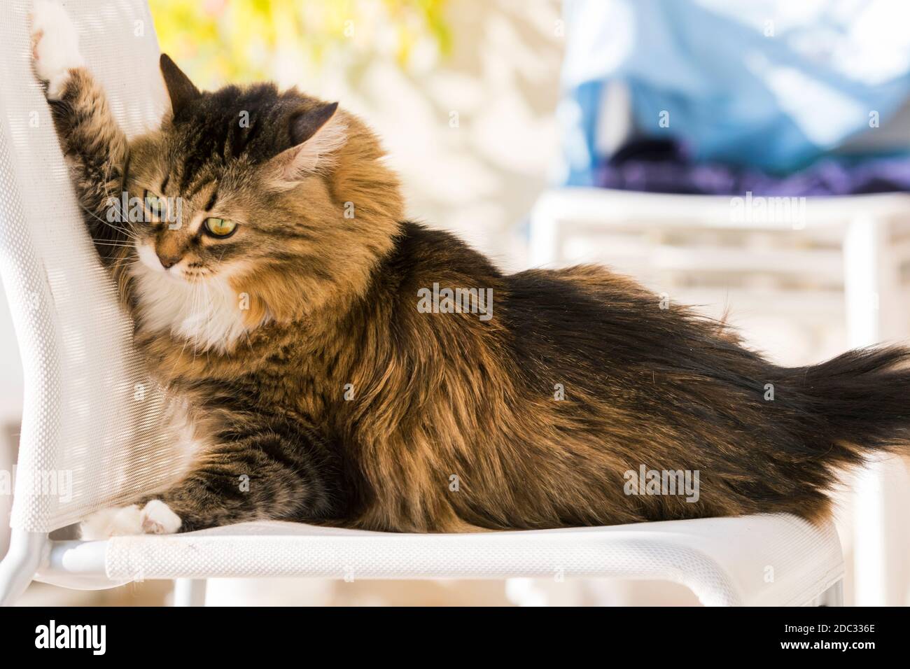 Chat Tigre Aux Cheveux Longs Banque D Image Et Photos Alamy Chat Tigre Aux Cheveux Longs Banque D Image Et Photos Alamy