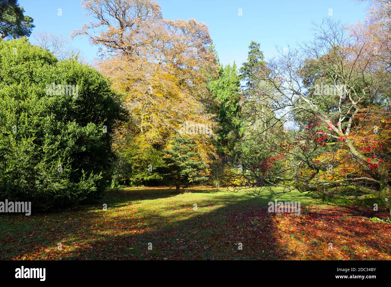 Arbres d'automne colorés dans un parc à l'ombre des arbres, Angleterre, Royaume-Uni Banque D'Images