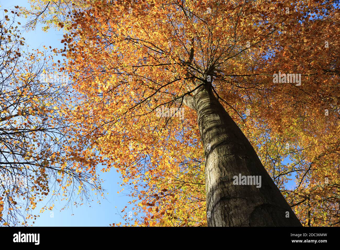 Jaune coloré et orange frond d'arbres avec ciel bleu. Banque D'Images