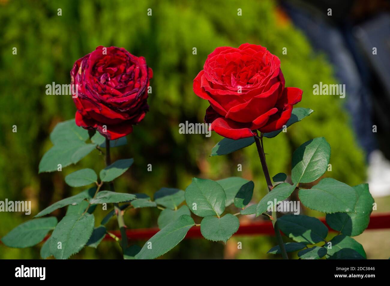 Photo de deux roses avec fond vert, amour, PHOTOGRAPHIE FLORALE Banque D'Images