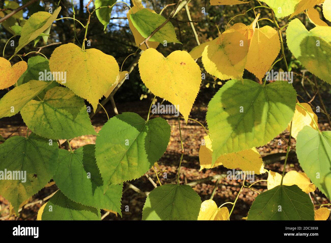 Feuilles jaunes et vertes en forme de coeur de lime d'Oliver (Tillia Olivieri). Banque D'Images