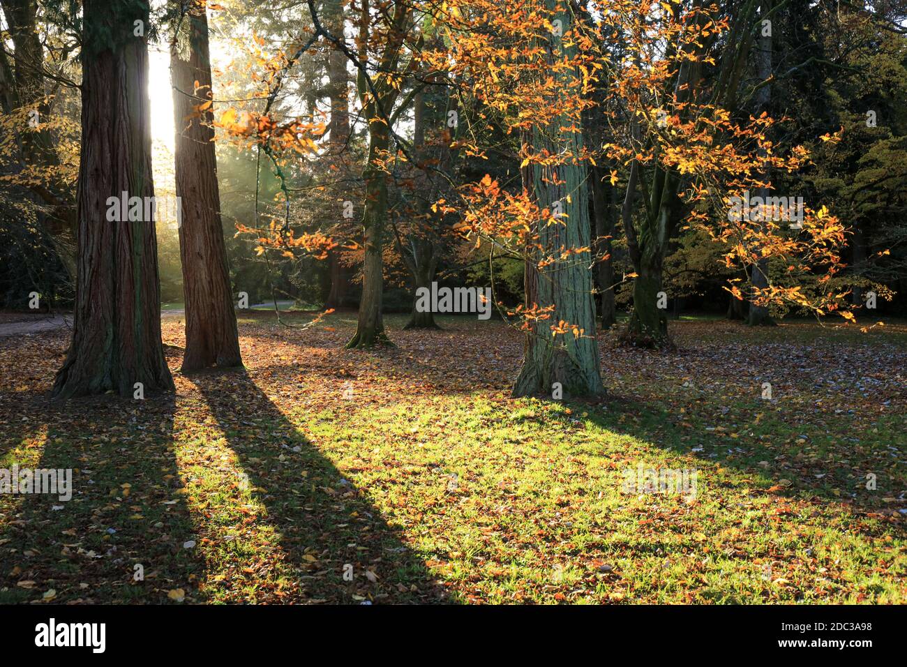 Arbres d'automne colorés dans un parc à l'ombre des arbres, Angleterre, Royaume-Uni Banque D'Images