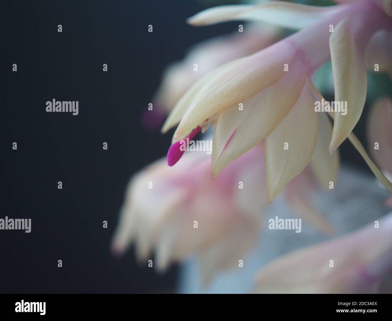 Cactus de Noël, Schlumbergera, avec des fleurs roses Banque D'Images