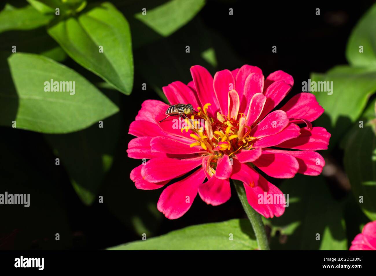 Pink zinnia et insecte dans le jardin avec des feuilles vertes fond et la lumière du soleil le matin. Banque D'Images