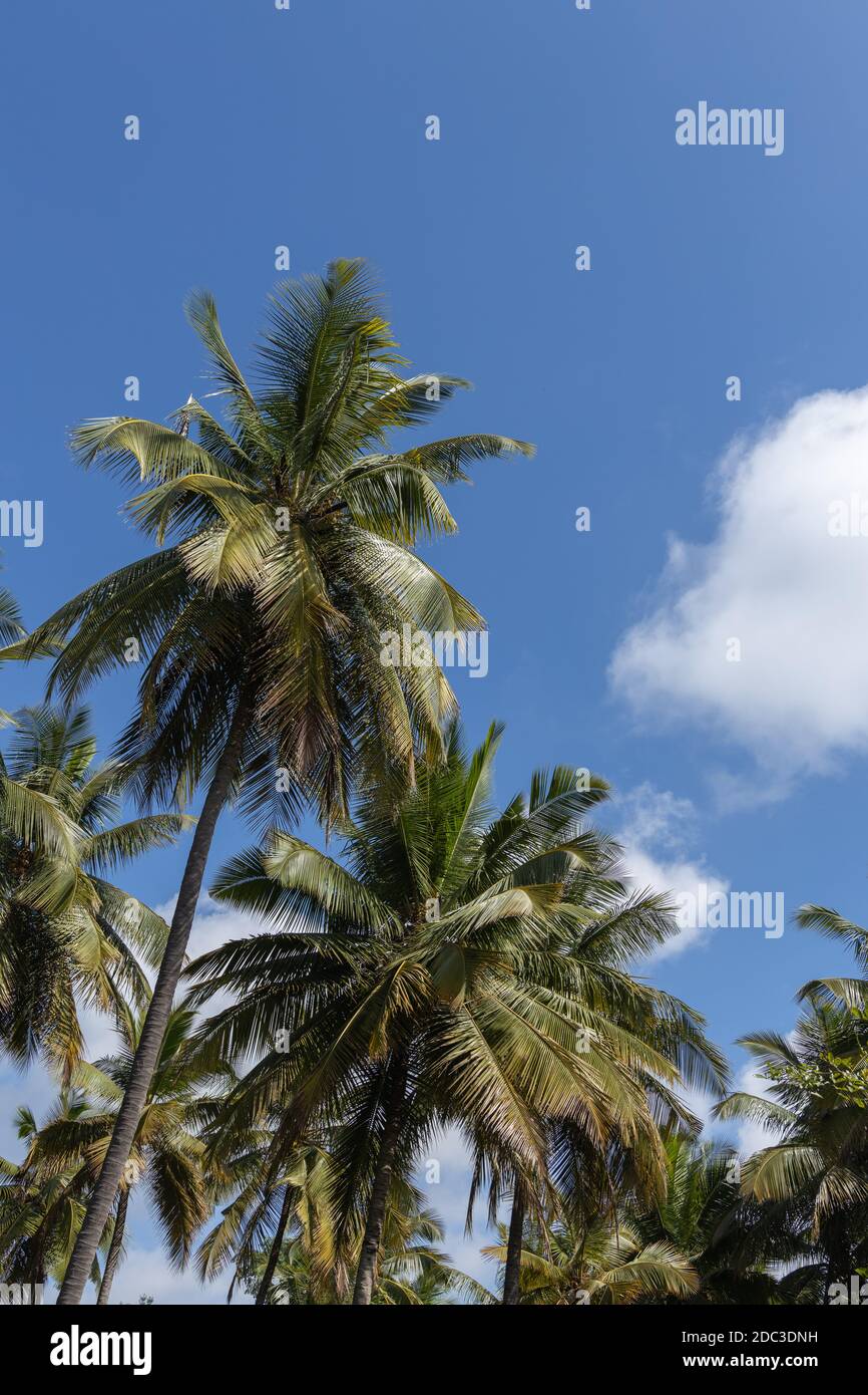 Cocotiers avec ciel bleu et nuage dans le ciel Banque D'Images