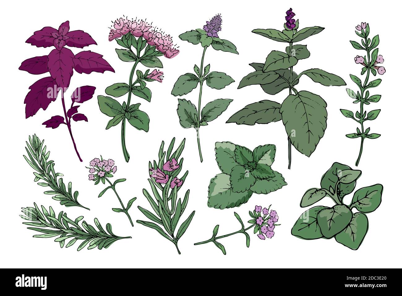 Herbes épicées. Romarin, thym, menthe, origan, melissa, basilic. Illustration de Vecteur